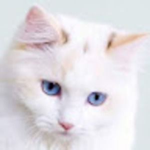 Meet your Posher, Alexa